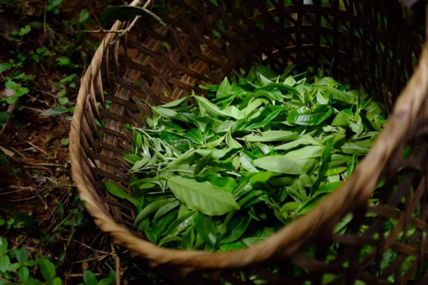 普洱茶树龄越大，茶叶品质一定越好吗？老茶人告诉你，并不绝对