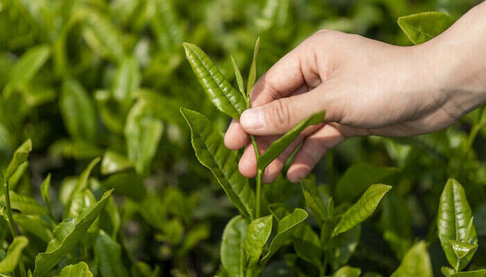 藤茶是什么植物？藤茶是什么？