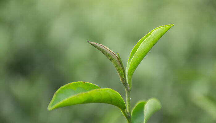 茶树叶子发黄枯萎（茶树叶子发黄枯萎是为什么？）