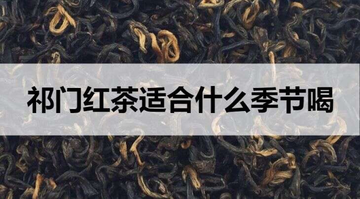 祁门红茶适合什么季节饮用？