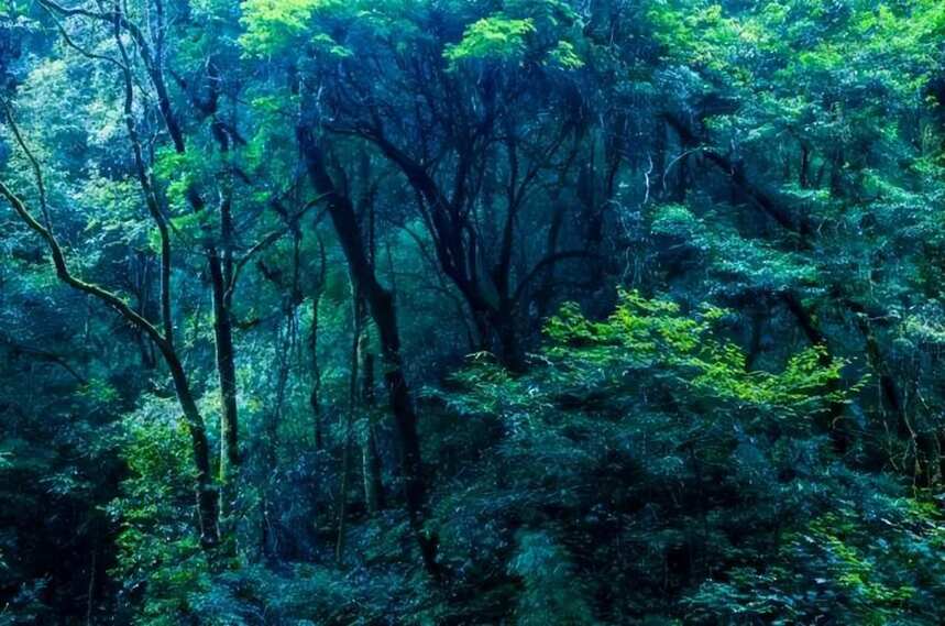 森林普洱千家寨，一处可以拍摄阿凡达的地方
