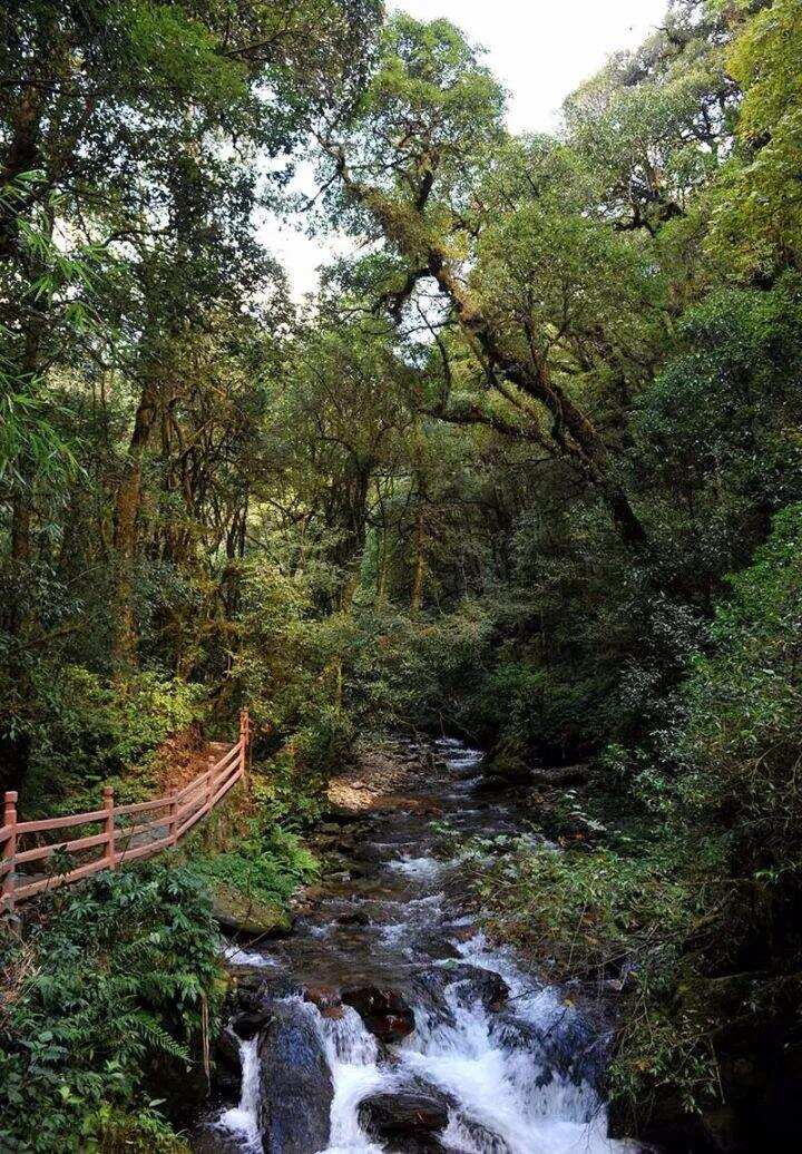 森林普洱千家寨，一处可以拍摄阿凡达的地方