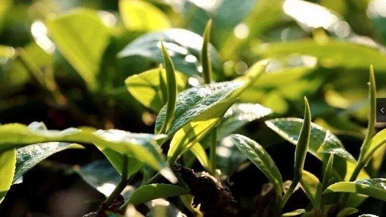 古茶树 中国茶的顶级资源