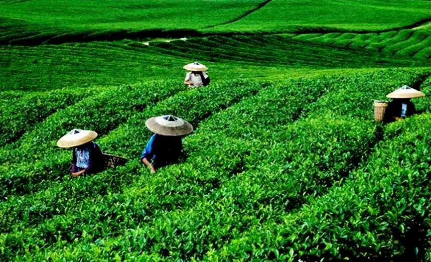 实施中国茶业为全球制造发展战略