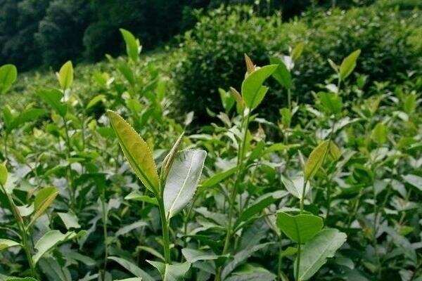 种茶树赚钱吗？茶树种植的利润与投资成本及前景预测
