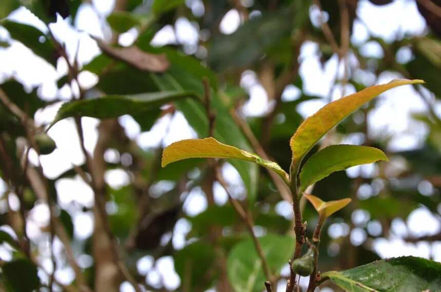 攸乐，基诺族守护的茶叶森林