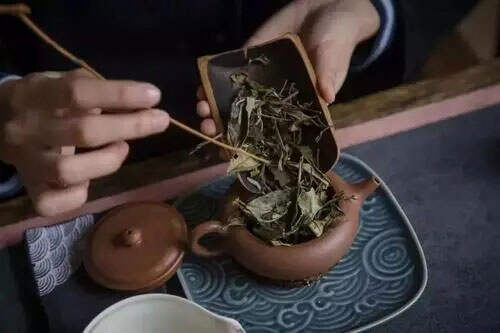 紫砂壶可以冲泡白茶吗