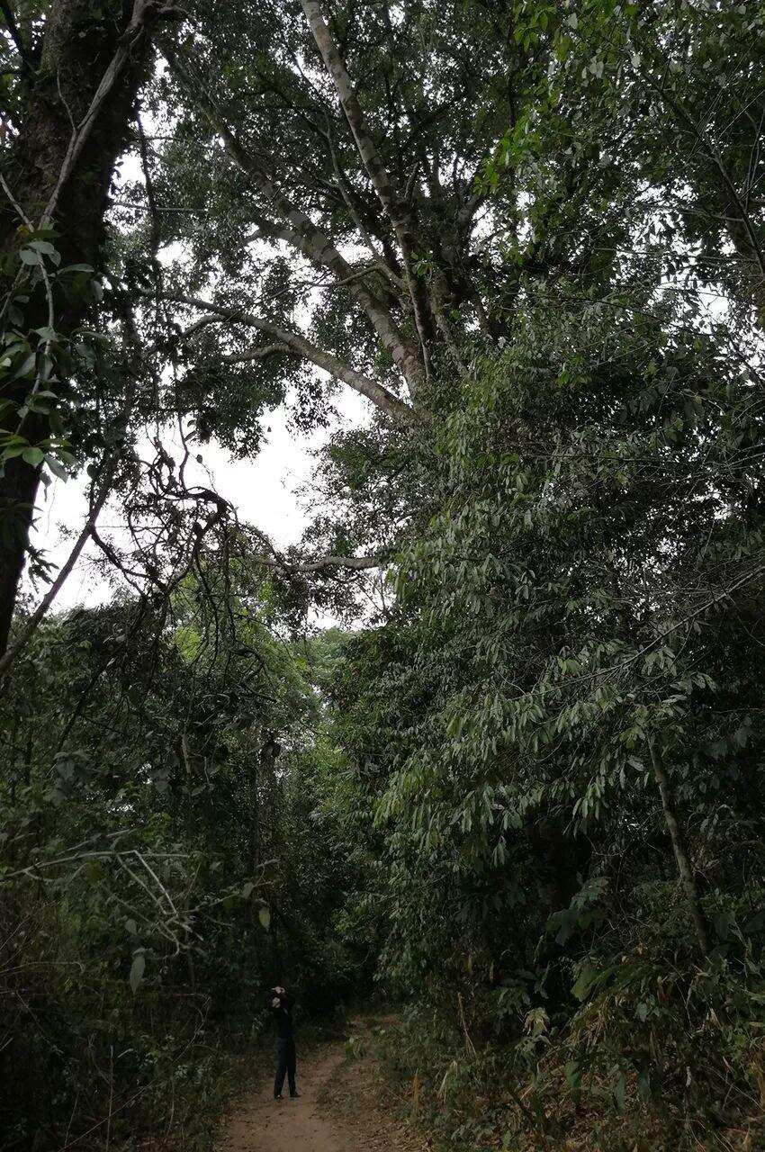 攸乐，基诺族守护的茶叶森林