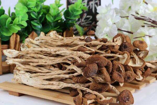 茶树菇炒肉的做法_茶树菇有哪些吃法