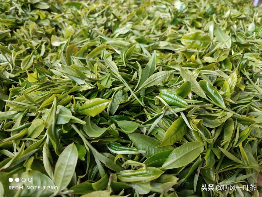 返乡创业做茶的第二年，400亩的茶山，今年我只做出了几百斤毛茶