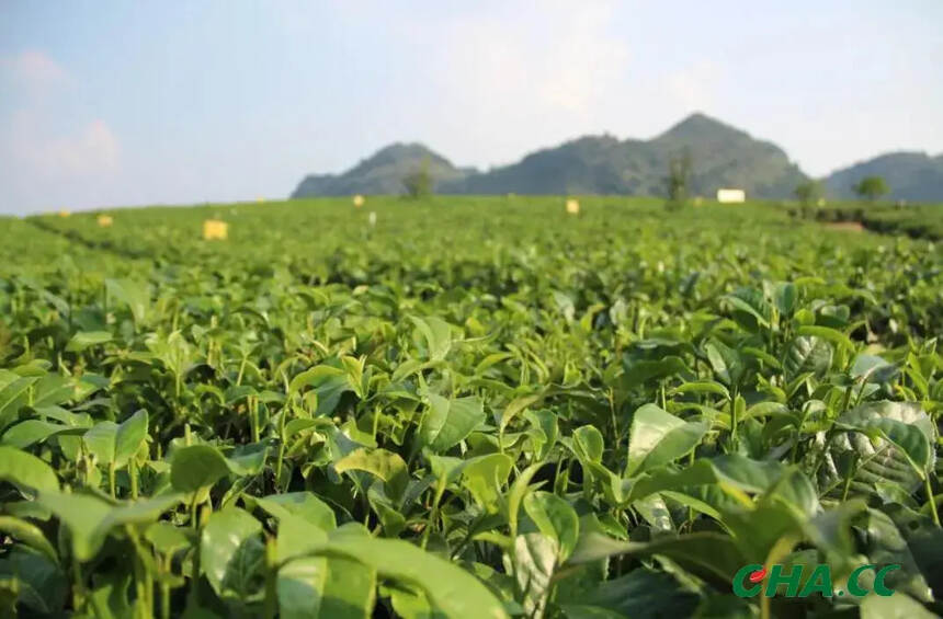 春茶量减价稳交易持续向好，安徽已产干毛茶5000余吨
