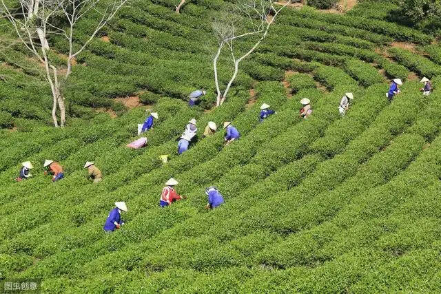 疫情对茶产业影响引发的深度思考和策略