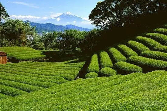 中国各地的名茶，你了解多少？