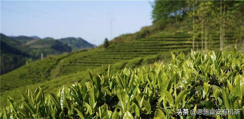 来自世界硒都-恩施的有机绿茶