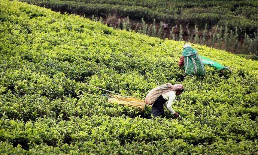 印度计划利用区块链技术提高茶叶产业竞争力