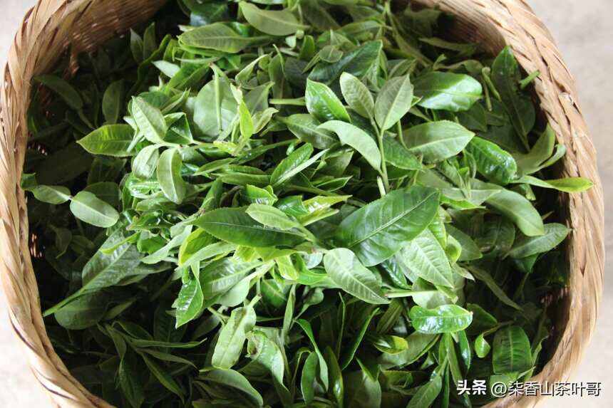 双江能成为临沧茶区的核心，与它丰富的茶叶资源紧密相关