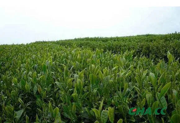 国内茶叶去年销售额达2739.5亿元，这个茶类销量最大