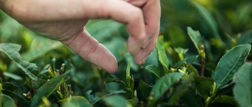 中国茶叶总产量全球占比超四成，未来发展方向在哪里？