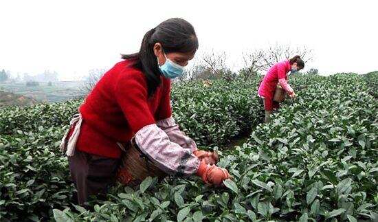 陆续复工，快来看看全国各地开采春茶的最新情况