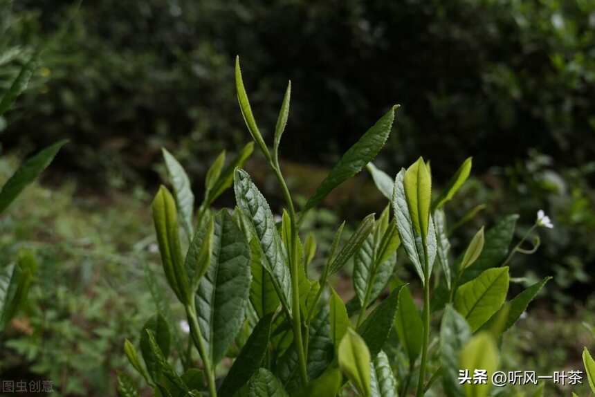 云南的三个大叶种普洱茶：勐库、勐海、凤庆，茶友请收藏