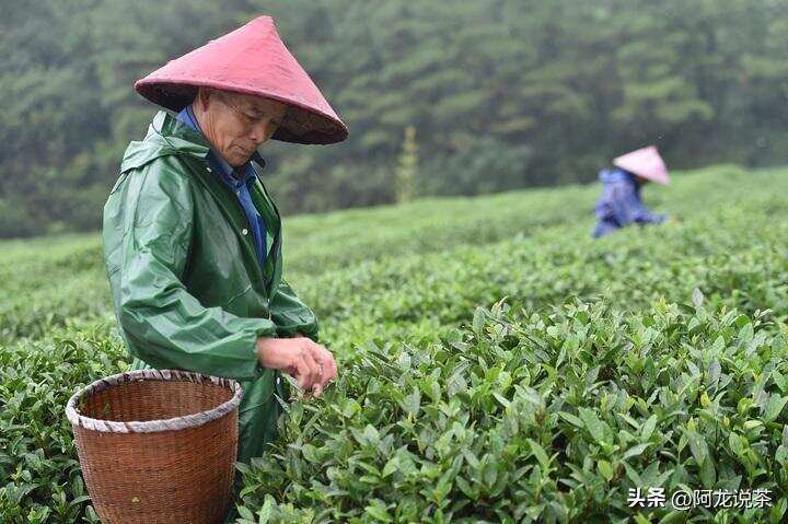 茶叶会出现“谷贱伤农”的情况吗？