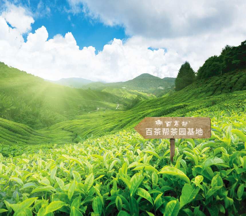茶树的生长条件是什么？百茶邦教你其中秘诀