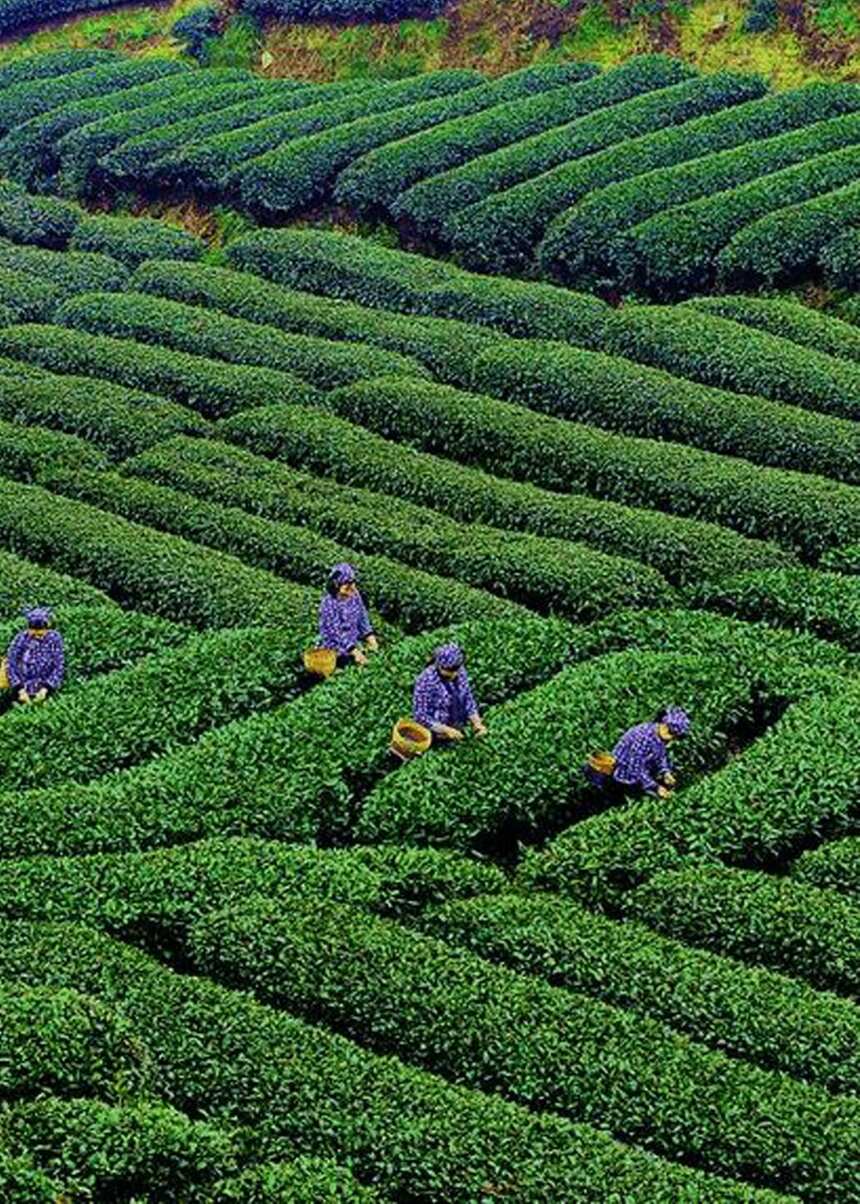 伍刻茶｜三十三期——缘起丝绸之路，金花官茶，来自安化的神奇