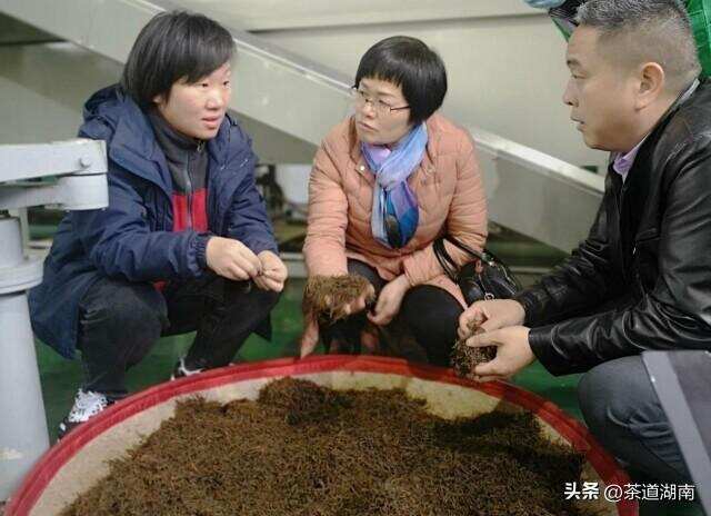 湖南红茶“十大制茶工匠”之向春辉：不疯魔不成活