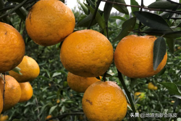 新会陈皮是哪种柑橘？