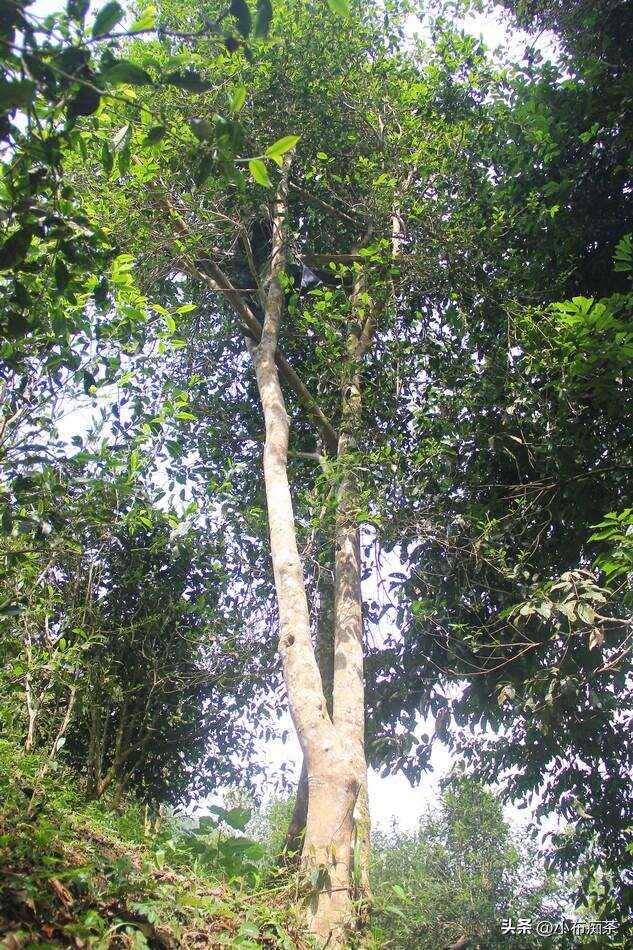 易武刮风寨•茶王树︱你以为只是一棵树？