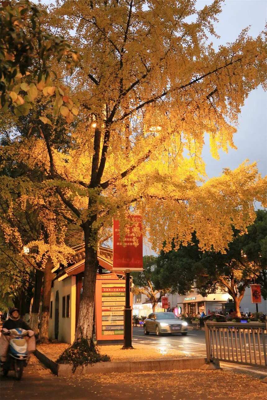 枫桥路的红枫渐入佳境，道前街的银杏黄到鼎盛，去去去