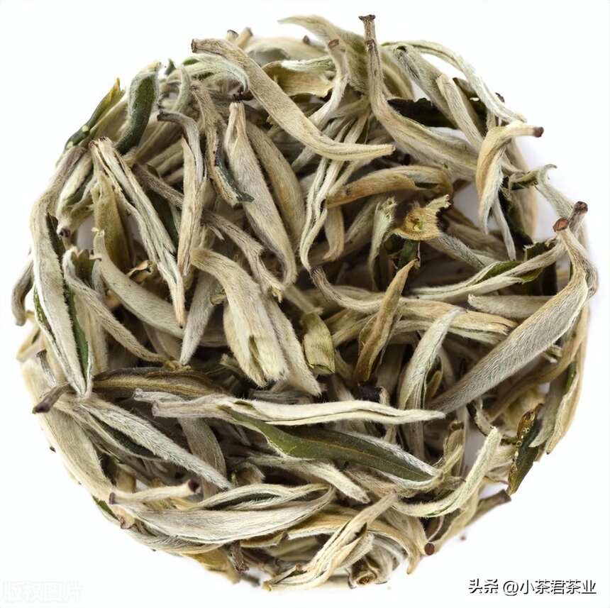 白茶叶片易碎，是品质不好的表现吗