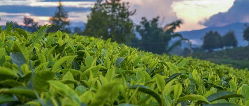 勐库十八寨是哪些寨子？所产之茶的品质特点如何？