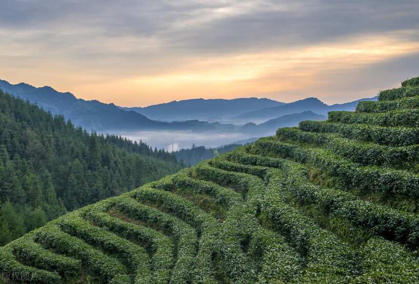 云南普洱茶产区的各自特点