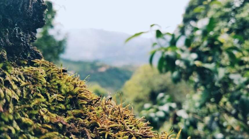 了解普洱茶的古六大茶山，比你想象中的会更加有意思，各有特色