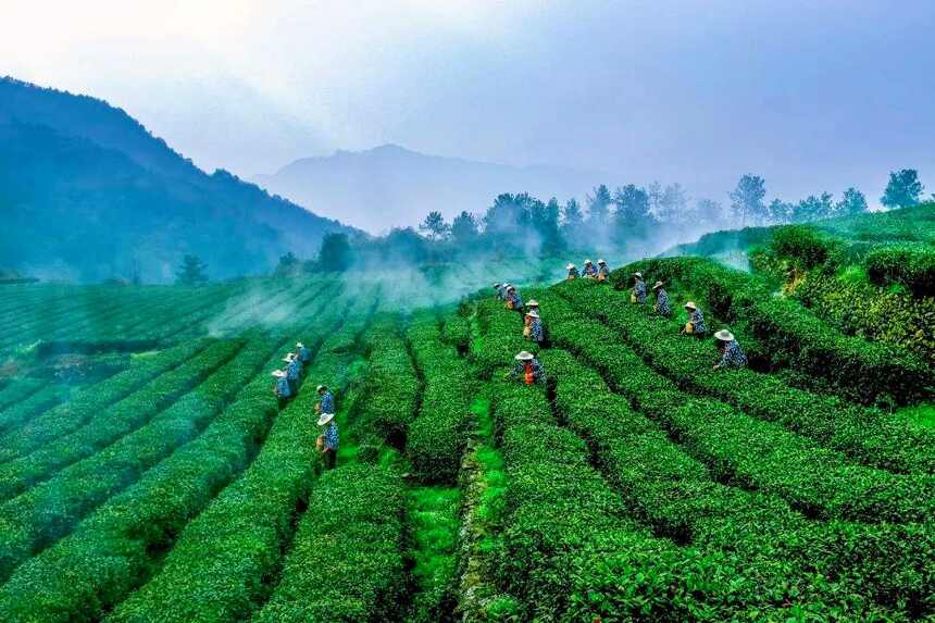 “中国传统制茶技艺及其相关习俗”申遗成功，细说中国的茶文化