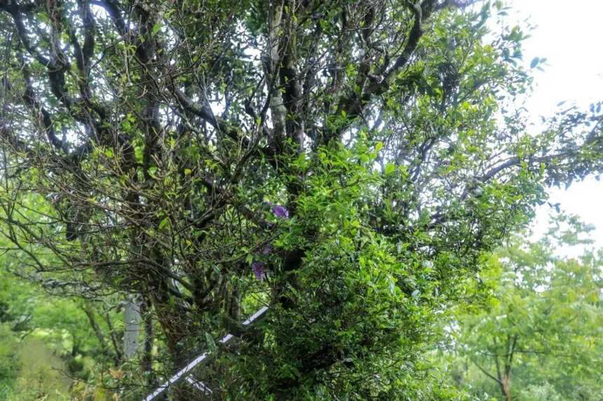 云南立法保护树龄百年以上古茶树