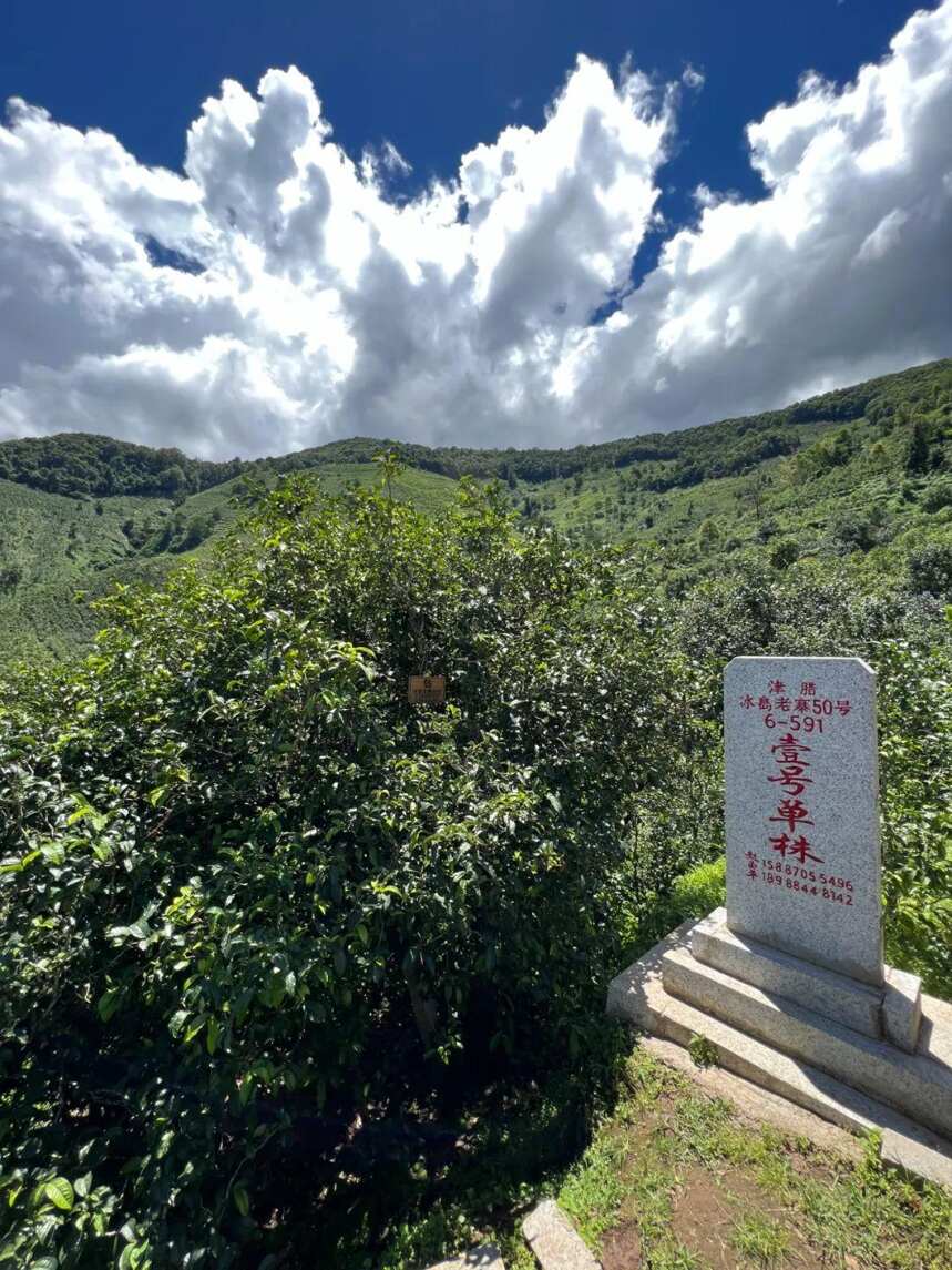 云南立法保护树龄百年以上古茶树