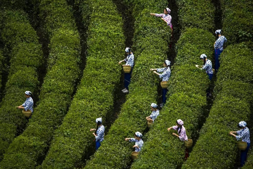发掘陕茶非遗，赋能产业发展