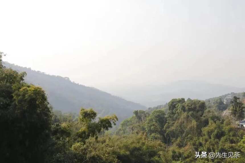 南糯山：年茶王树，全球古茶一山
