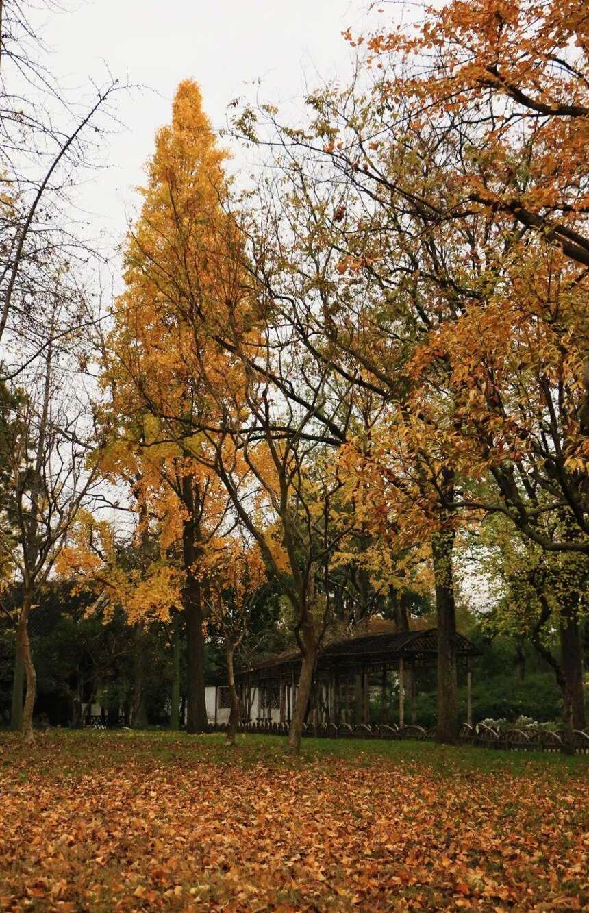 这些园林，承包了苏州秋冬一半的美