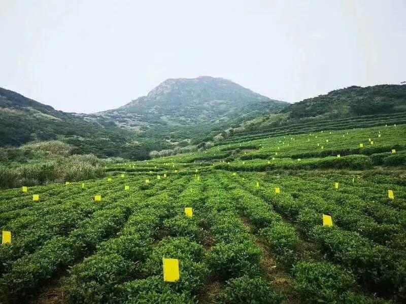 张天福与福鼎白茶的特殊情缘