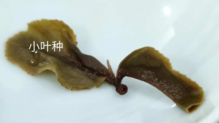 普洱茶「大叶种」和「小叶种」的区别