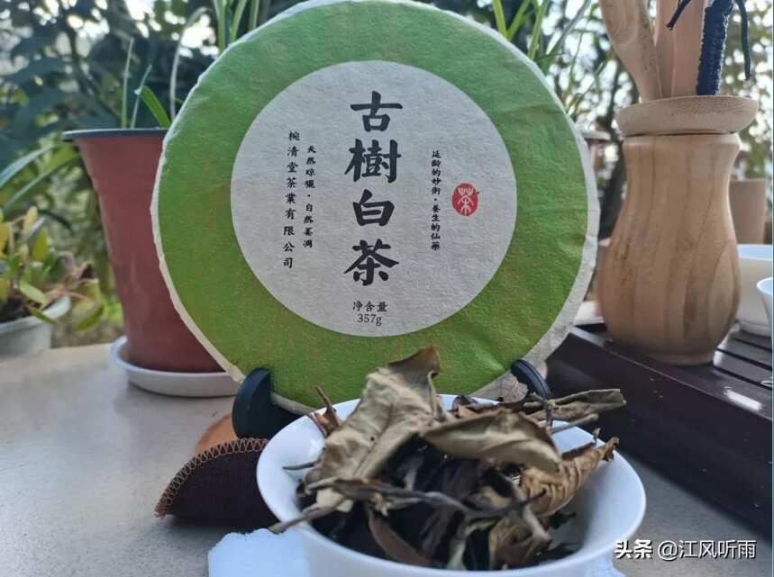 云南白茶用普洱大叶种茶为原料，树种不一样，是白茶中的另类