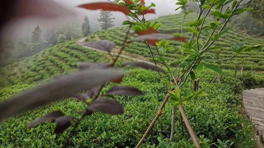 环境因子对茶叶品质的影响