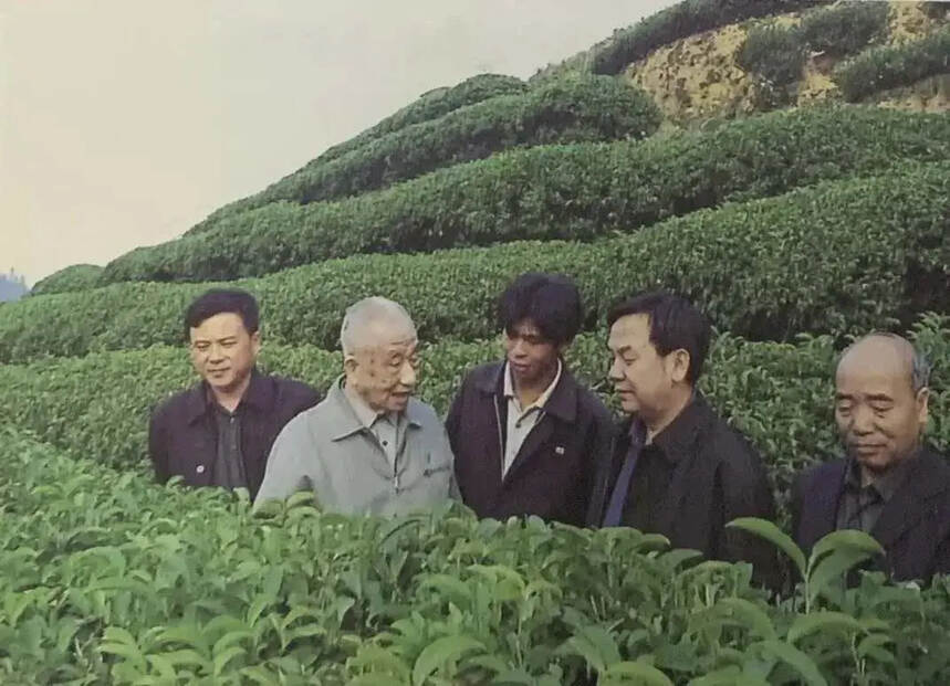 张天福：对福建茶业的贡献