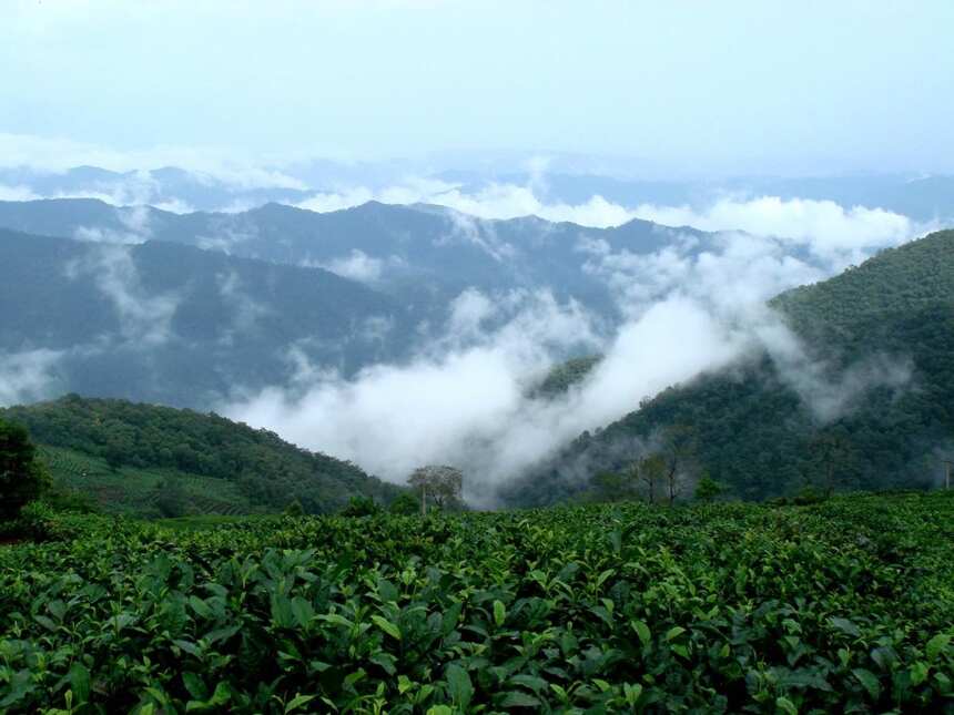 一片普洱树茶叶的成茶之旅