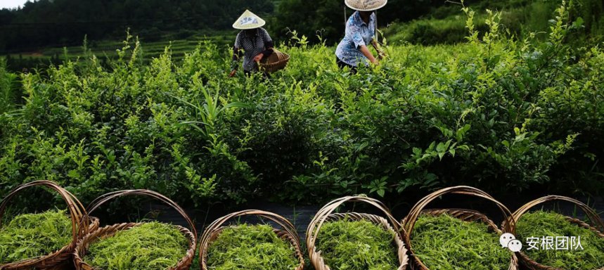 藤茶产业现状及存在问题