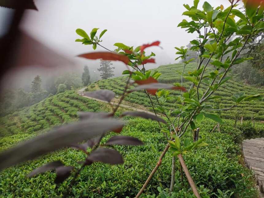 中欧地理标志协定3月1日生效，会给中国茶带来什么红利？