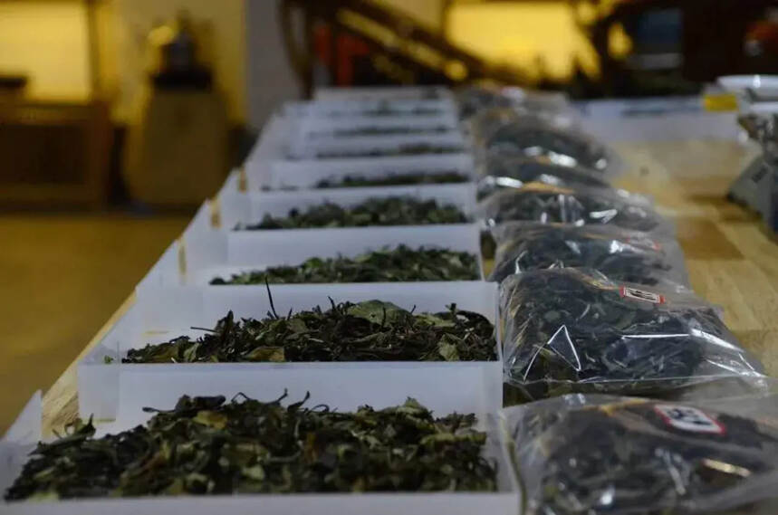 张天福：对福鼎白茶的调查研究